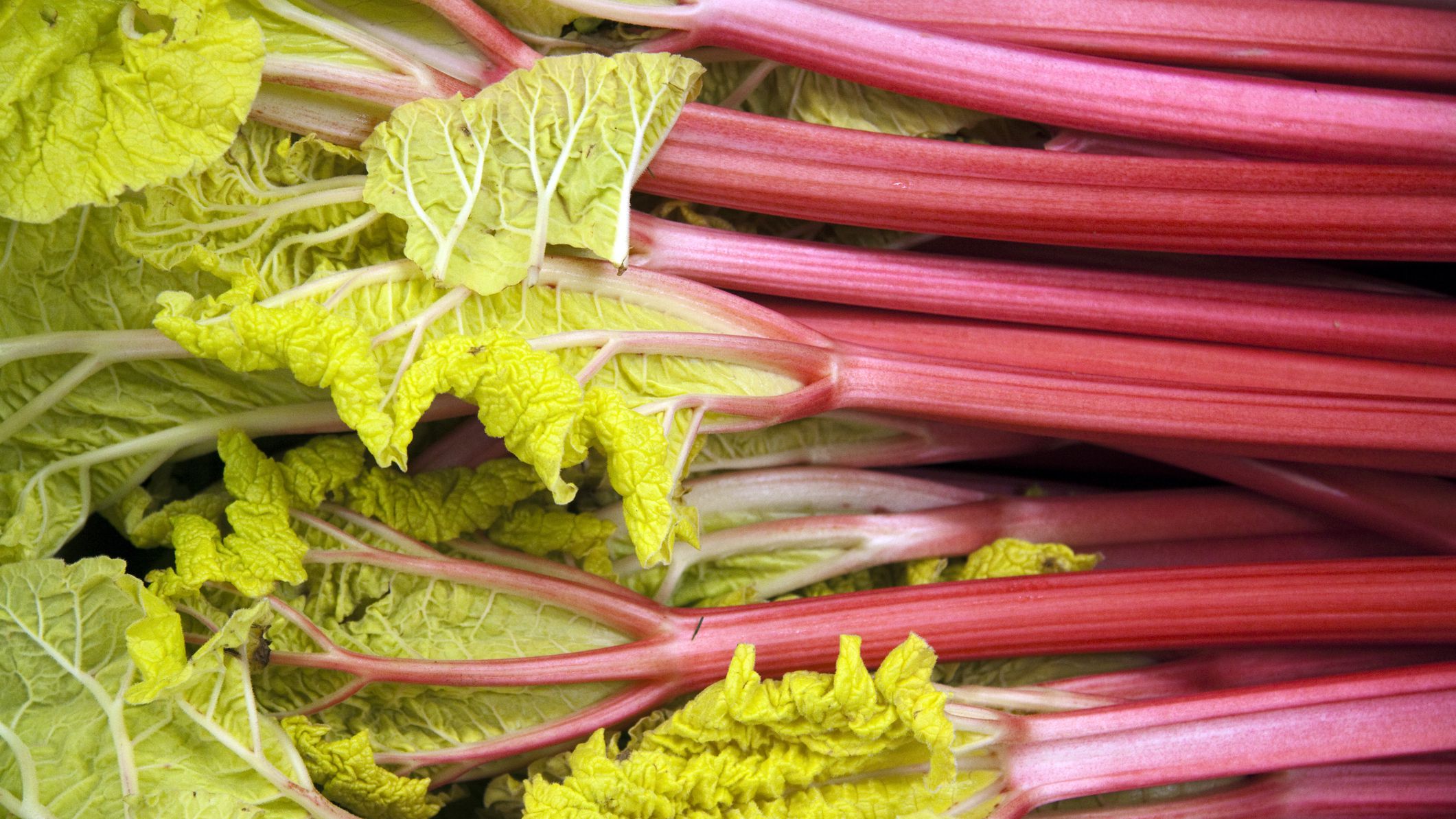 Image result for Rhubarb