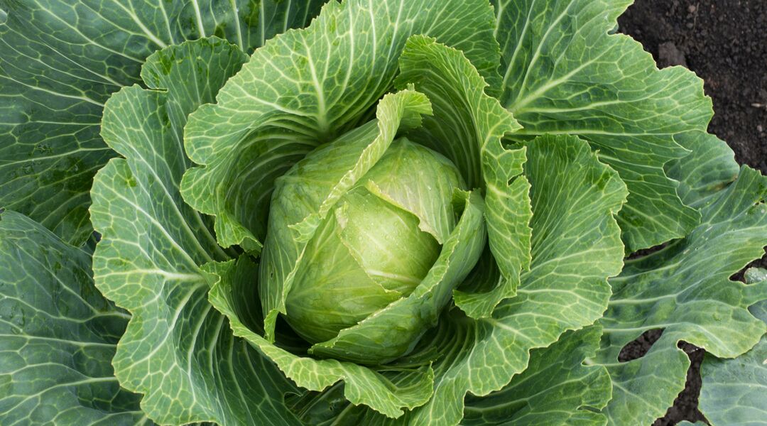 Image result for Cabbage Leaves