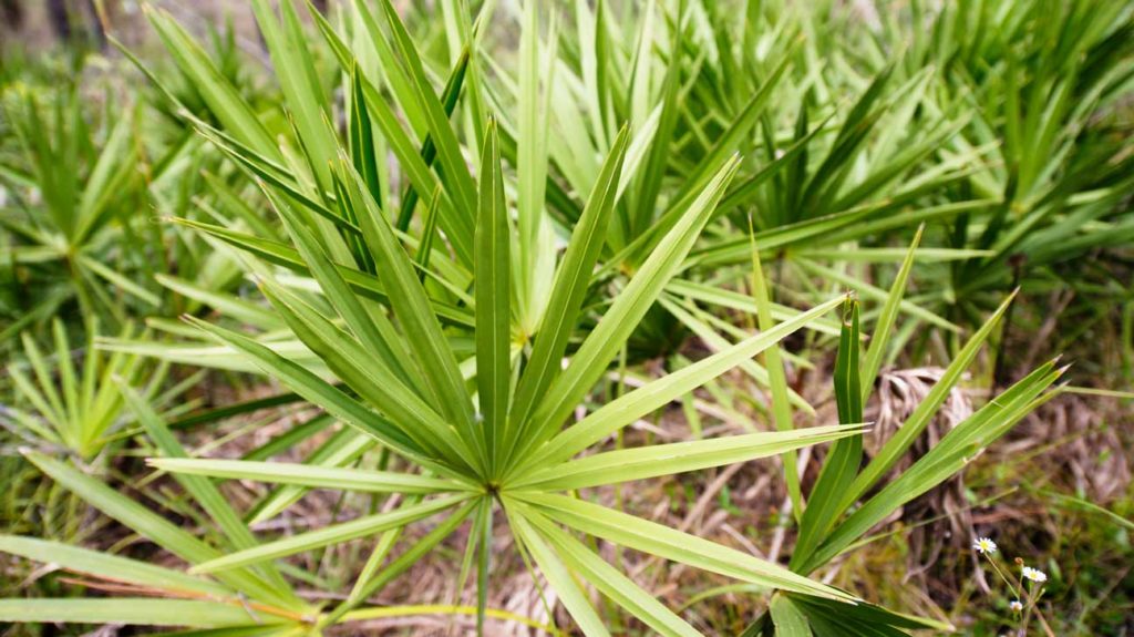 natural remedies for prostate: Saw Palmetto